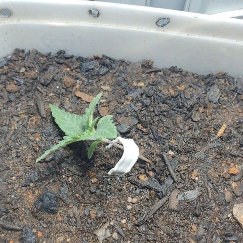 risoflora growlog photo: inicio do treinamento para crescer de forma lateral