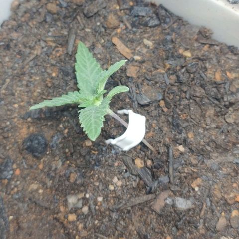 risoflora growlog photo: inicio do treinamento para crescer de forma lateral