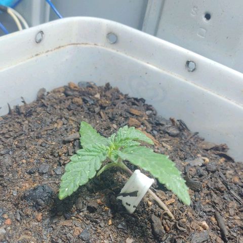 risoflora growlog photo: planta estabilizando após LST