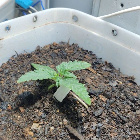 risoflora growlog timeline photo