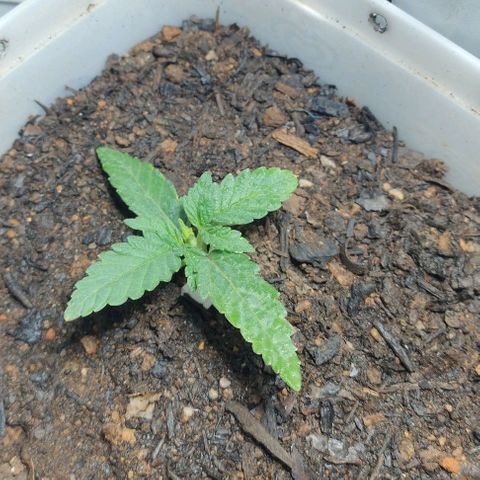 risoflora growlog timeline photo
