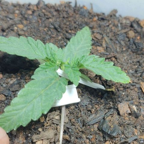 risoflora growlog timeline photo