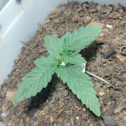 risoflora growlog timeline photo