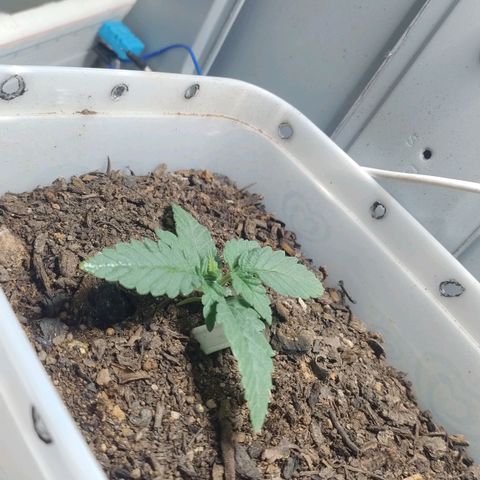 risoflora growlog timeline photo