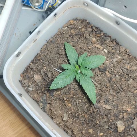 risoflora growlog timeline photo