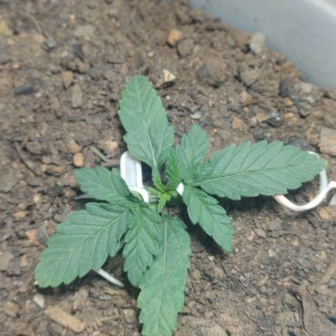 risoflora growlog timeline photo