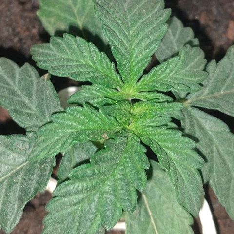 risoflora growlog timeline photo