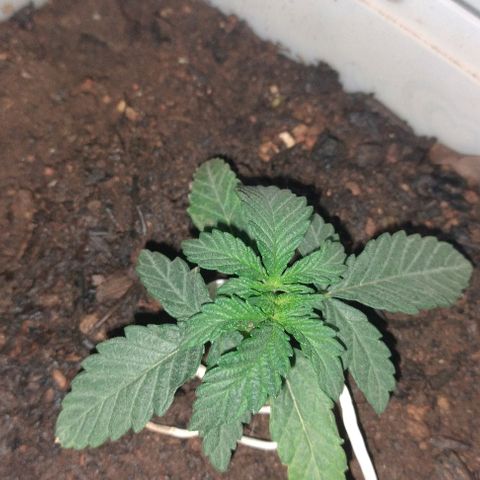 risoflora growlog timeline photo