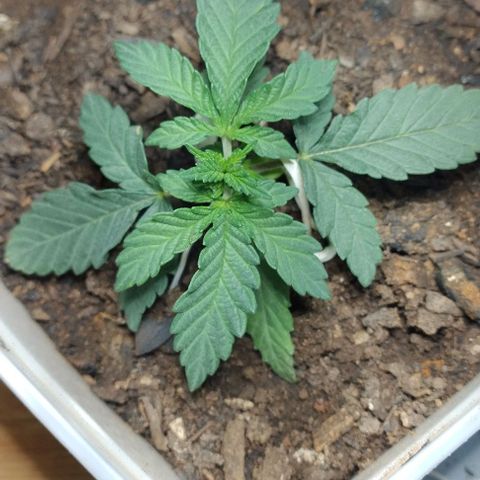 risoflora growlog timeline photo