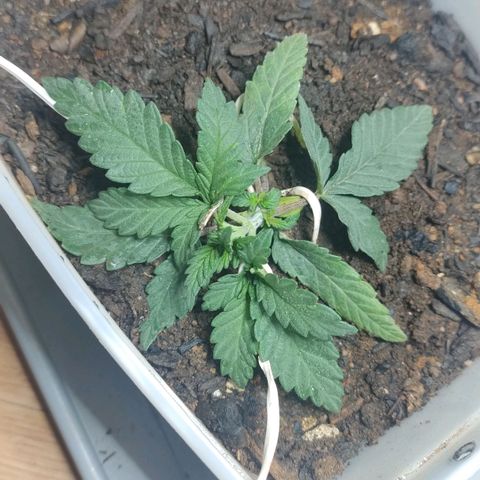 risoflora growlog photo: continuidade no LST com uma boa resposta da planta. o intuito é deixar ela bem baixa 