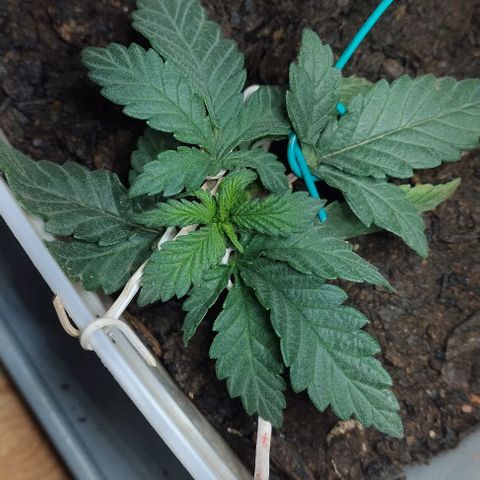 risoflora growlog photo: mais LST para abrir a planta 

com o LST, vaso pequeno e led próximo, ela não tem crescido tanto de forma superior, o que é ótimo visto que quero uma planta baixa, mas ainda tenho receio de crescer mais do que o esperado hehehe 

por ser auto, não pretendo fazer nenhuma poda, a ideia é deixar a planta pequena através das limitações do ambiente 