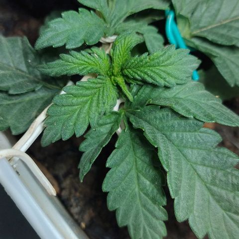 risoflora growlog photo: mais LST para abrir a planta 

com o LST, vaso pequeno e led próximo, ela não tem crescido tanto de forma superior, o que é ótimo visto que quero uma planta baixa, mas ainda tenho receio de crescer mais do que o esperado hehehe 

por ser auto, não pretendo fazer nenhuma poda, a ideia é deixar a planta pequena através das limitações do ambiente 