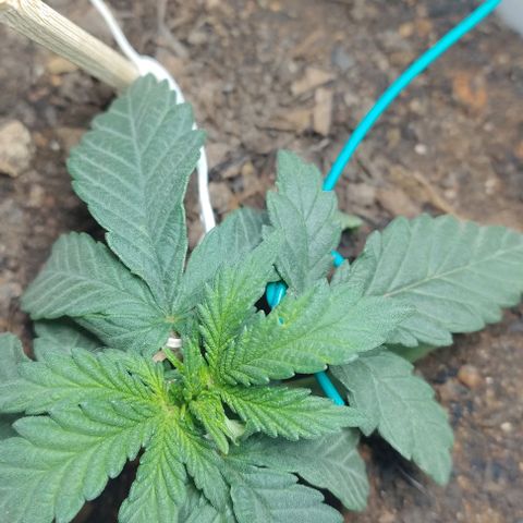risoflora growlog timeline photo