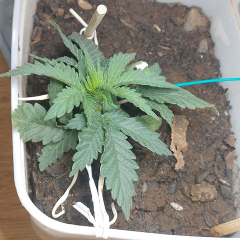 risoflora growlog photo: firme e forte