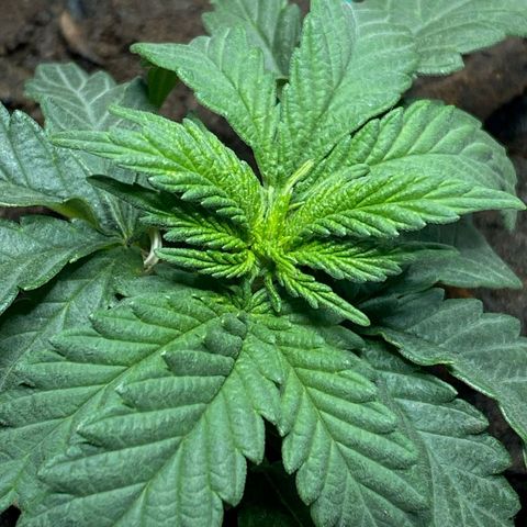 risoflora growlog photo: primeiros cálices visiveis no caule, planta saudável e em transição para a flora