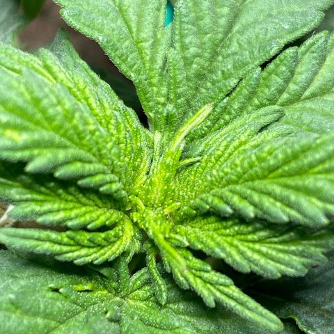 risoflora growlog photo: primeiros cálices visiveis no caule, planta saudável e em transição para a flora
