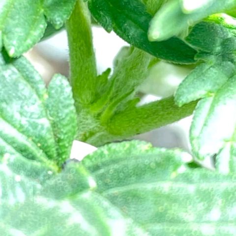 risoflora growlog photo: primeiros cálices visiveis no caule, planta saudável e em transição para a flora
