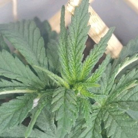 risoflora growlog photo: podei as 2 folhas mais antigas pois começaram a apodrecer e estragar

as demais folhas estão saudáveis 