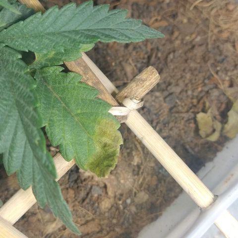 risoflora growlog photo: folhas antigas começando a amarelar e apodrecer. pode ser estresse de alto ppfd ou por ter tido contato com o chão 

irei podar