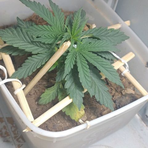 risoflora growlog photo: folhas antigas começando a amarelar e apodrecer. pode ser estresse de alto ppfd ou por ter tido contato com o chão 

irei podar