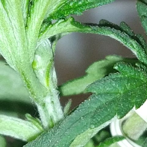 risoflora growlog photo: podei as 2 folhas mais antigas pois começaram a apodrecer e estragar

as demais folhas estão saudáveis 