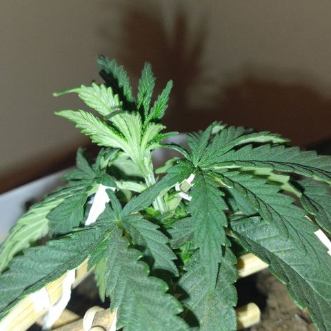 risoflora growlog photo: podei as 2 folhas mais antigas pois começaram a apodrecer e estragar

as demais folhas estão saudáveis 