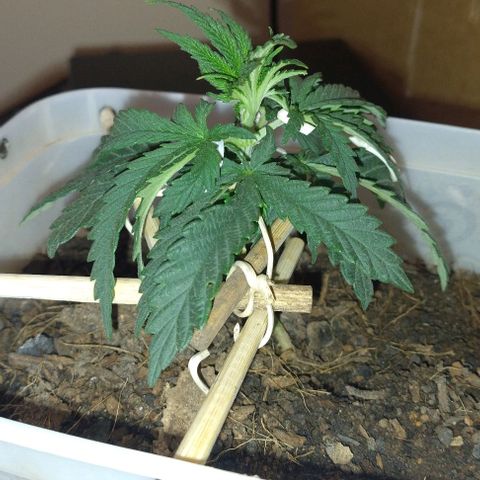risoflora growlog photo: podei as 2 folhas mais antigas pois começaram a apodrecer e estragar

as demais folhas estão saudáveis 
