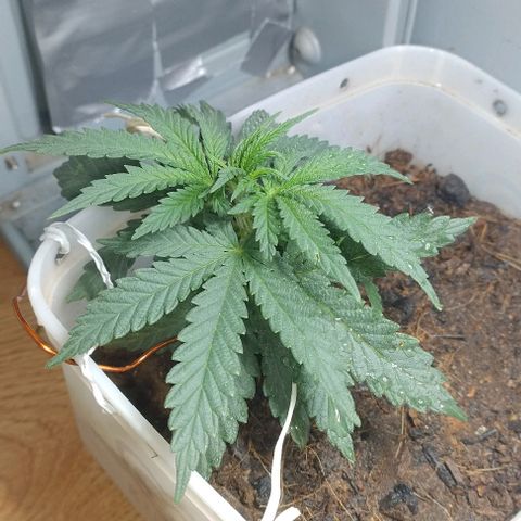 risoflora growlog photo: muy contenta y feliz, está no estirão famoso da pré florabe estou tentando abrir o máximo de espaço para a luz bater nas folhas de baixo

expectativa de surgirem pistilos nos próximos dias