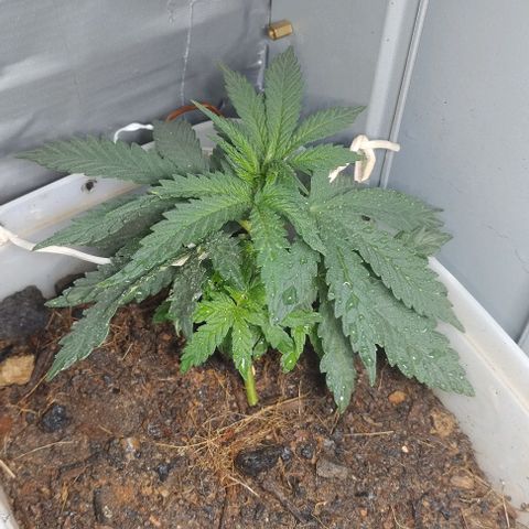 risoflora growlog photo: muy contenta y feliz, está no estirão famoso da pré florabe estou tentando abrir o máximo de espaço para a luz bater nas folhas de baixo

expectativa de surgirem pistilos nos próximos dias