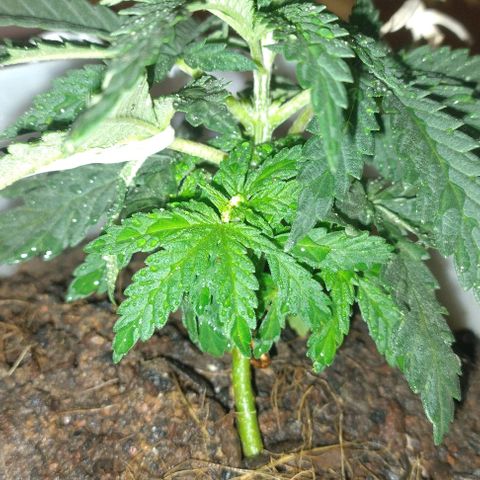 risoflora growlog photo: muy contenta y feliz, está no estirão famoso da pré florabe estou tentando abrir o máximo de espaço para a luz bater nas folhas de baixo

expectativa de surgirem pistilos nos próximos dias