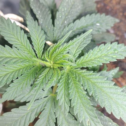 risoflora growlog photo: muy contenta y feliz, está no estirão famoso da pré florabe estou tentando abrir o máximo de espaço para a luz bater nas folhas de baixo

expectativa de surgirem pistilos nos próximos dias