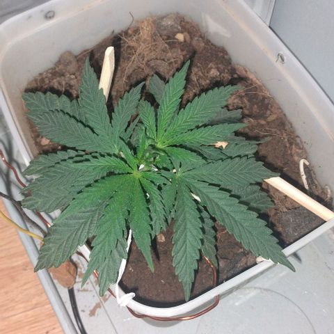 risoflora growlog timeline photo