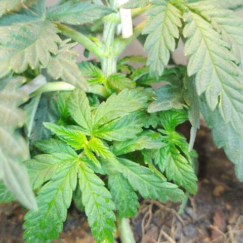risoflora growlog photo: adocionado LED  de 15w 3000k para espectro vermelho e reduzido o led principal para 30w