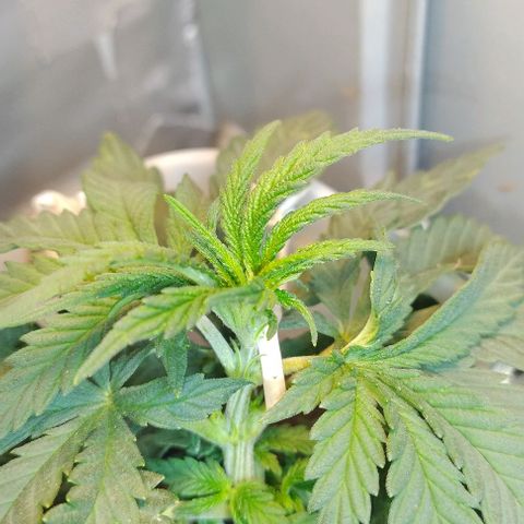 risoflora growlog photo: adocionado LED  de 15w 3000k para espectro vermelho e reduzido o led principal para 30w
