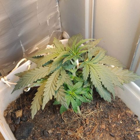 risoflora growlog photo: adocionado LED  de 15w 3000k para espectro vermelho e reduzido o led principal para 30w