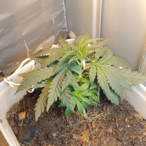 risoflora growlog timeline photo