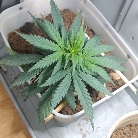 risoflora growlog timeline photo