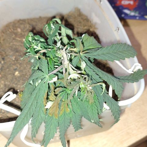 risoflora growlog photo: queimaduras pelo acidente com o LED 