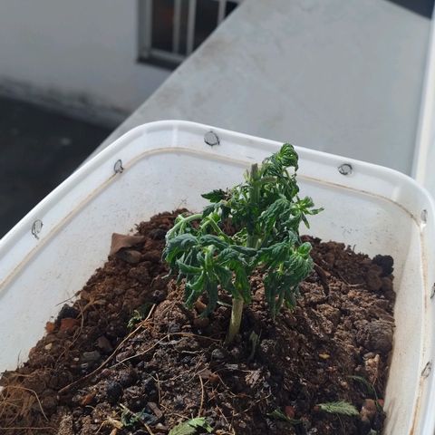 risoflora growlog photo: podei o queimado, mas a planta não aguentou