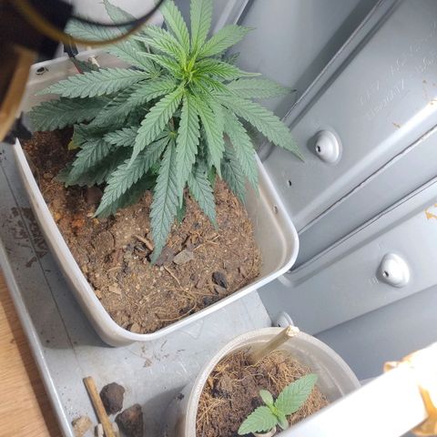 risoflora growlog timeline photo