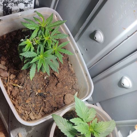 risoflora growlog photo: não morreu 🙏