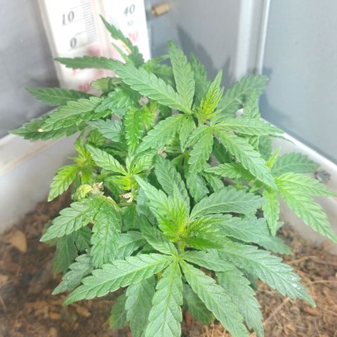 risoflora growlog timeline photo