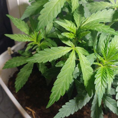 risoflora growlog photo: nenhum sinal de flora ainda