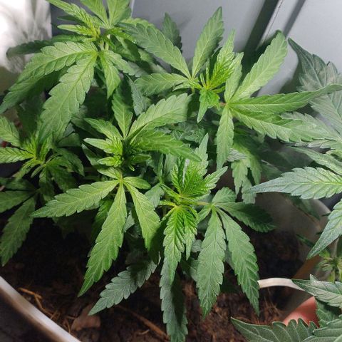 risoflora growlog photo: nenhum sinal de flora ainda
