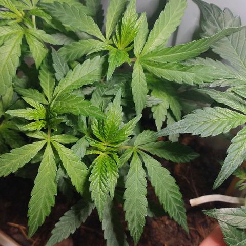 risoflora growlog photo: nenhum sinal de flora ainda