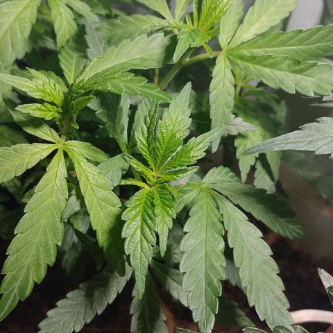 risoflora growlog photo: nenhum sinal de flora ainda