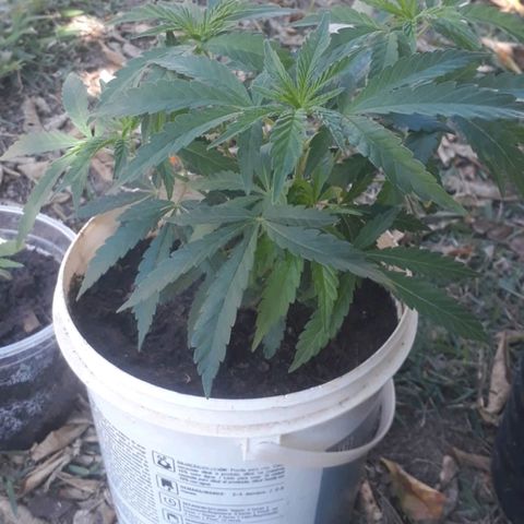 risoflora growlog photo: replantada com mais terra e migrado pra ambiente outdoor
