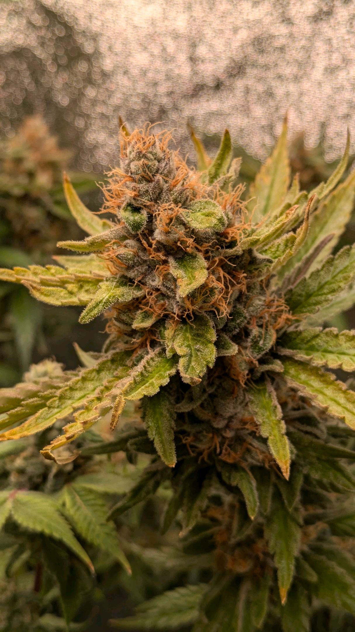 Sundae Driver 🍨🏁 (Royal Queen Seeds) growlog header