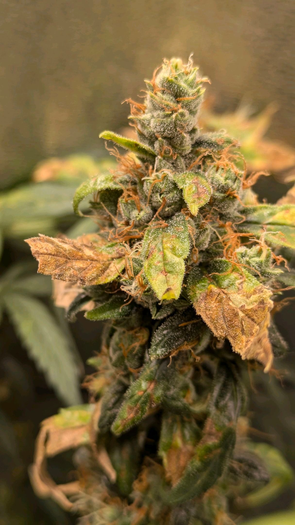 Gorilla Glue 🦍🤏🏻 (Zamnesia) growlog header
