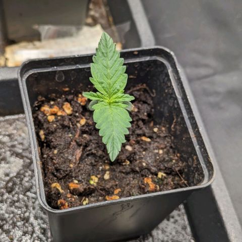 Sundae Driver 🍨🏁 (Royal Queen Seeds) growlog timeline photo